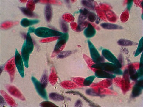 ZESTAW GOTOWYCH PREPARATÓW N18 /LEVENHUK